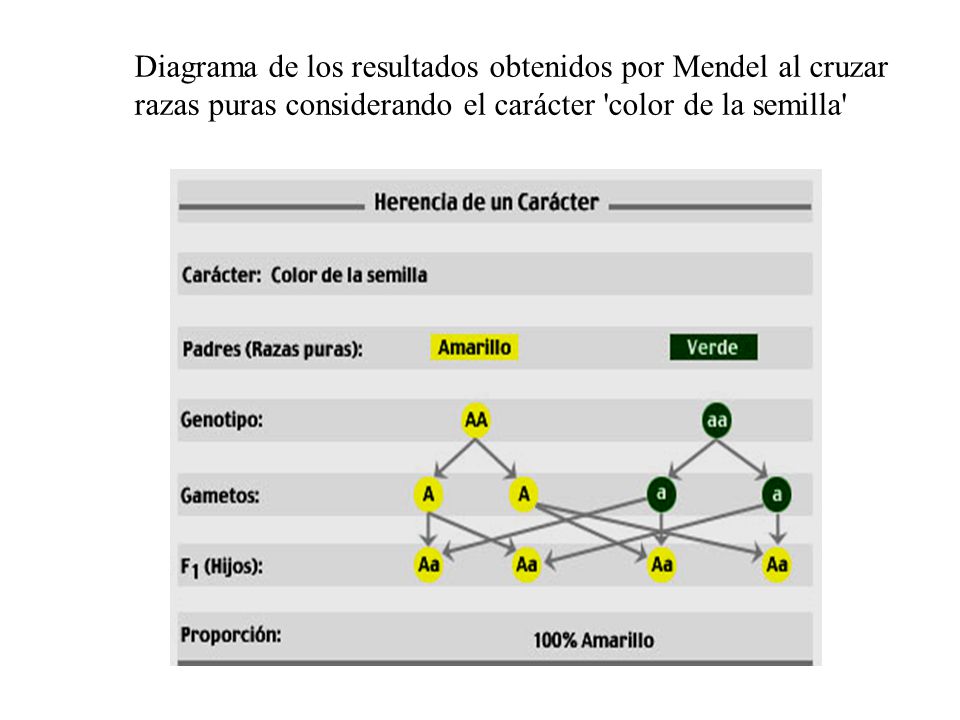 Diagrama de los resultados obtenidos por Mendel al cruzar razas puras considerando el carácter color de la semilla