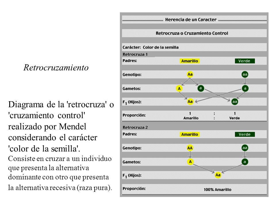 Retrocruzamiento Diagrama de la retrocruza o cruzamiento control realizado por Mendel considerando el carácter color de la semilla .