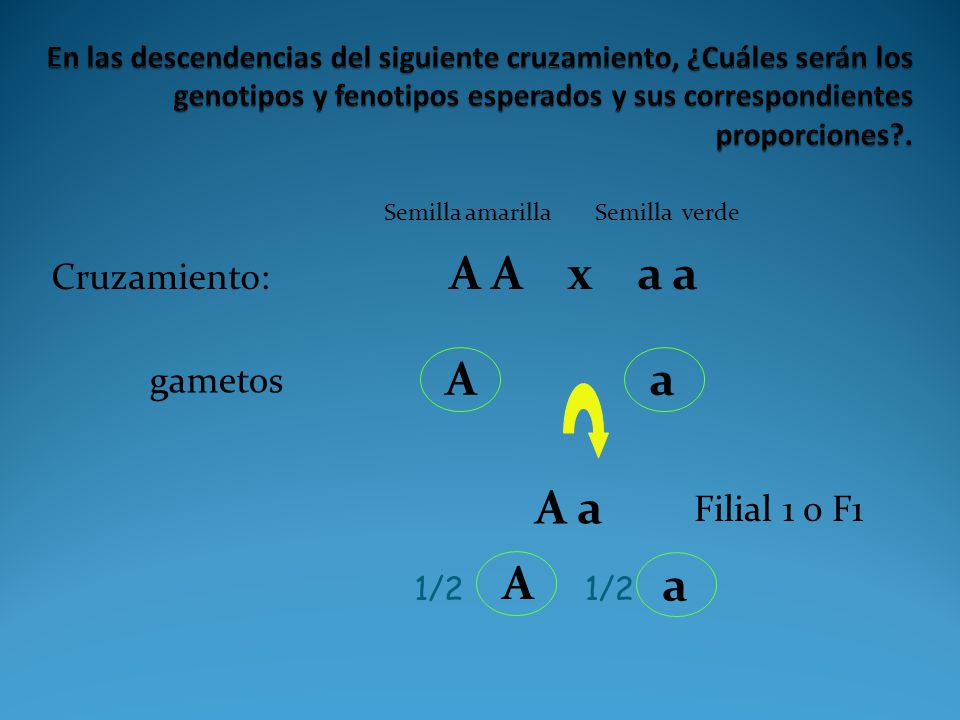 A a A a A a Cruzamiento: A A x a a gametos Filial 1 o F1