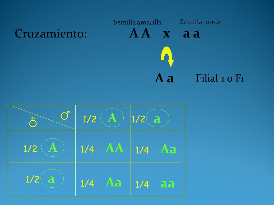 A a ♂ A a ♁ A AA Aa a Aa aa Cruzamiento: A A x a a Filial 1 o F1 1/2
