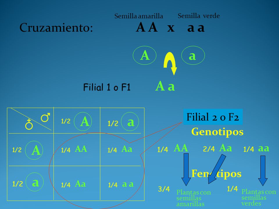 A a A a ♂ A a ♁ A a Cruzamiento: A A x a a Filial 2 o F2 Genotipos AA