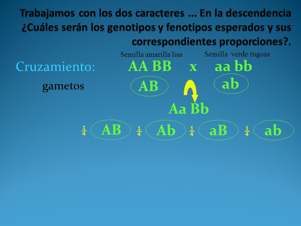 ab AB Aa Bb AB Ab aB ab Cruzamiento: AA BB x aa bb