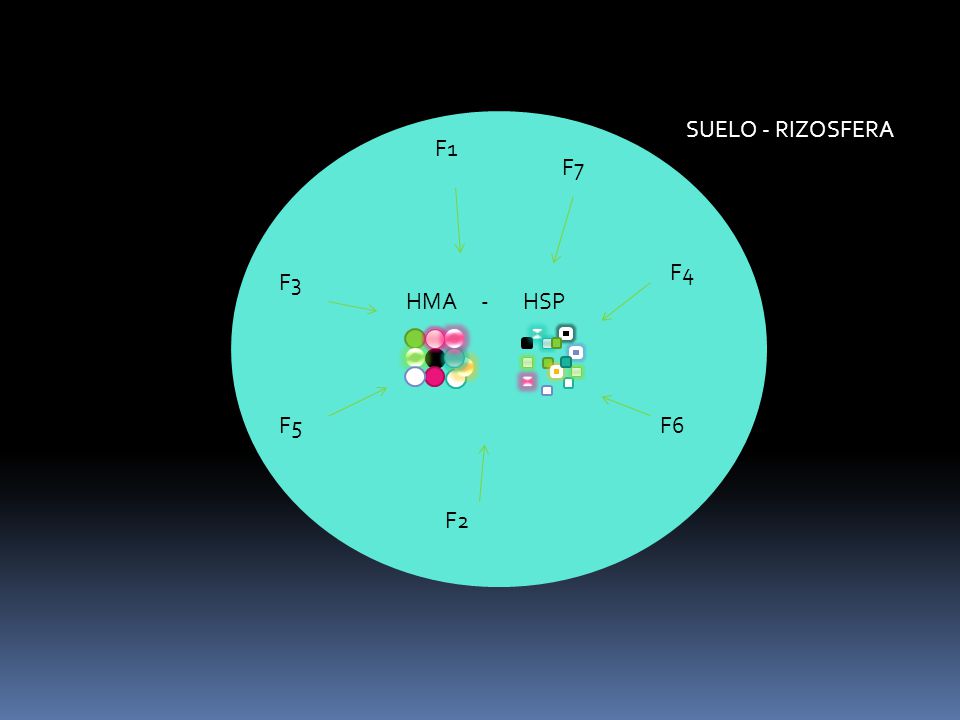 HMA - HSP F1 F7 F2 F3 F5 F4 F6 SUELO - RIZOSFERA