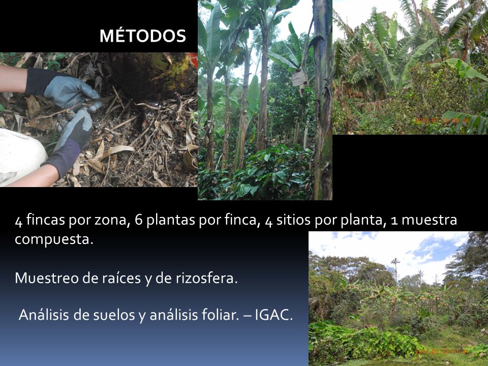 MÉTODOS 4 fincas por zona, 6 plantas por finca, 4 sitios por planta, 1 muestra compuesta. Muestreo de raíces y de rizosfera.
