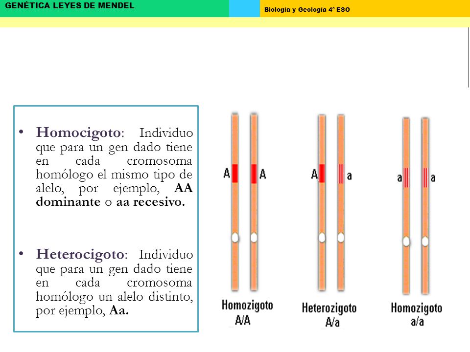 Homocigoto: Individuo que para un gen dado tiene en cada cromosoma homólogo el mismo tipo de alelo, por ejemplo, AA dominante o aa recesivo.