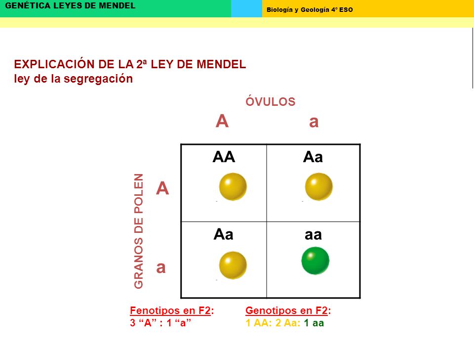 EXPLICACIÓN DE LA 2ª LEY DE MENDEL ley de la segregación