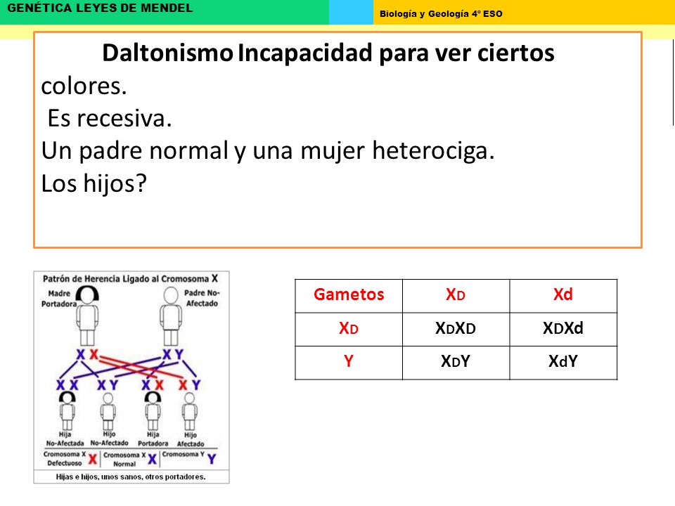 Daltonismo Incapacidad para ver ciertos colores. Es recesiva