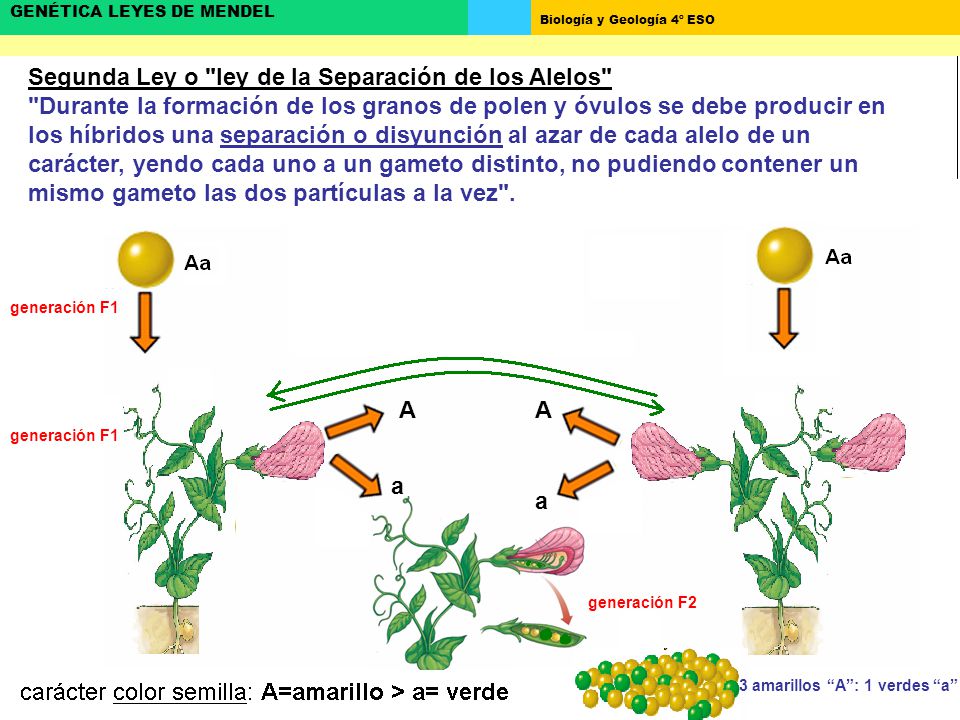 Segunda Ley o ley de la Separación de los Alelos