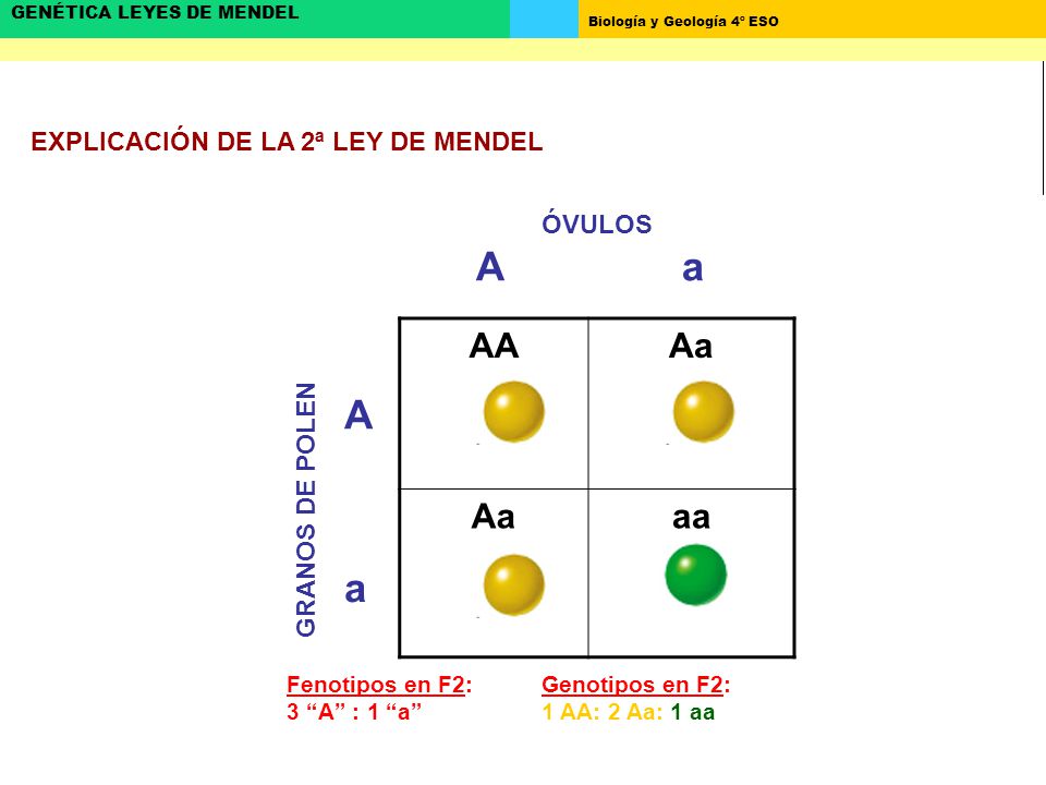 A a A a AA Aa aa EXPLICACIÓN DE LA 2ª LEY DE MENDEL ÓVULOS