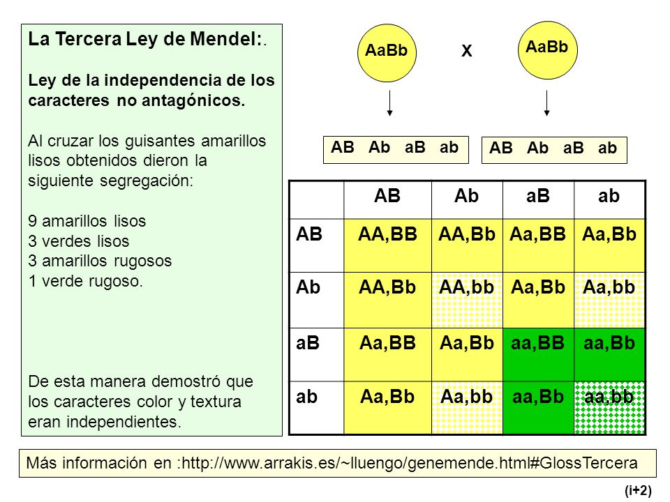 AB Ab aB ab AA,BB AA,Bb Aa,BB Aa,Bb AA,bb Aa,bb aa,BB aa,Bb aa,bb