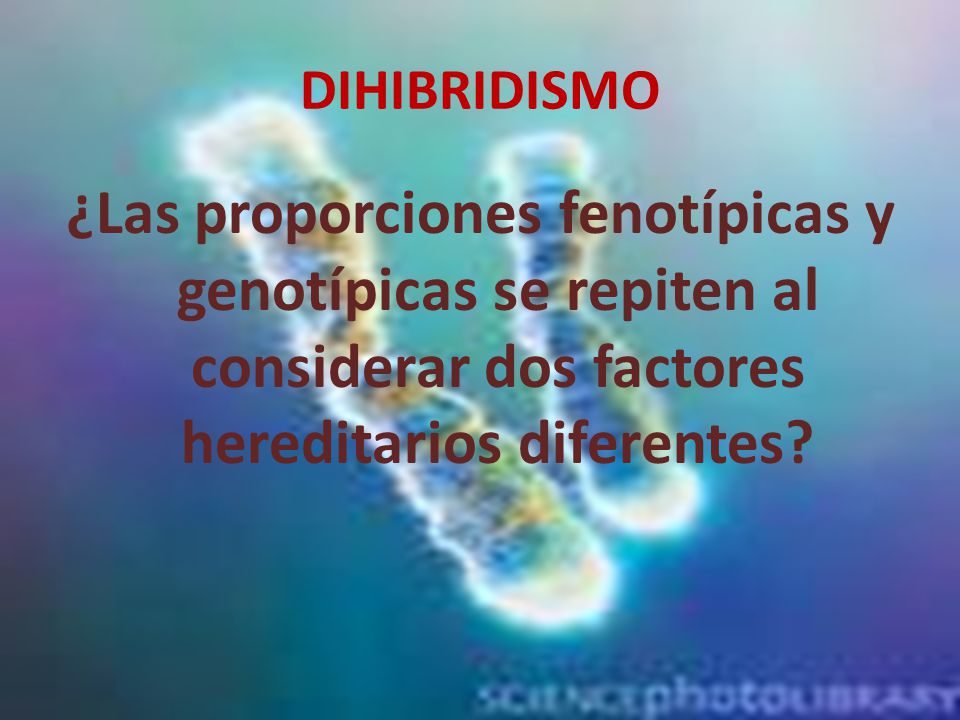DIHIBRIDISMO ¿Las proporciones fenotípicas y genotípicas se repiten al considerar dos factores hereditarios diferentes