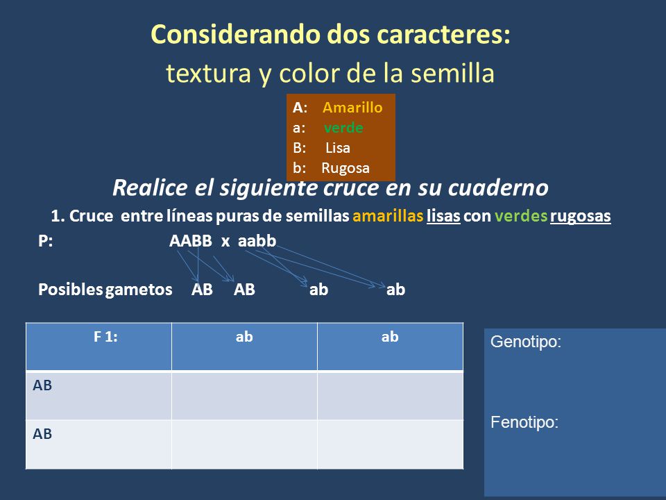 Considerando dos caracteres: Realice el siguiente cruce en su cuaderno