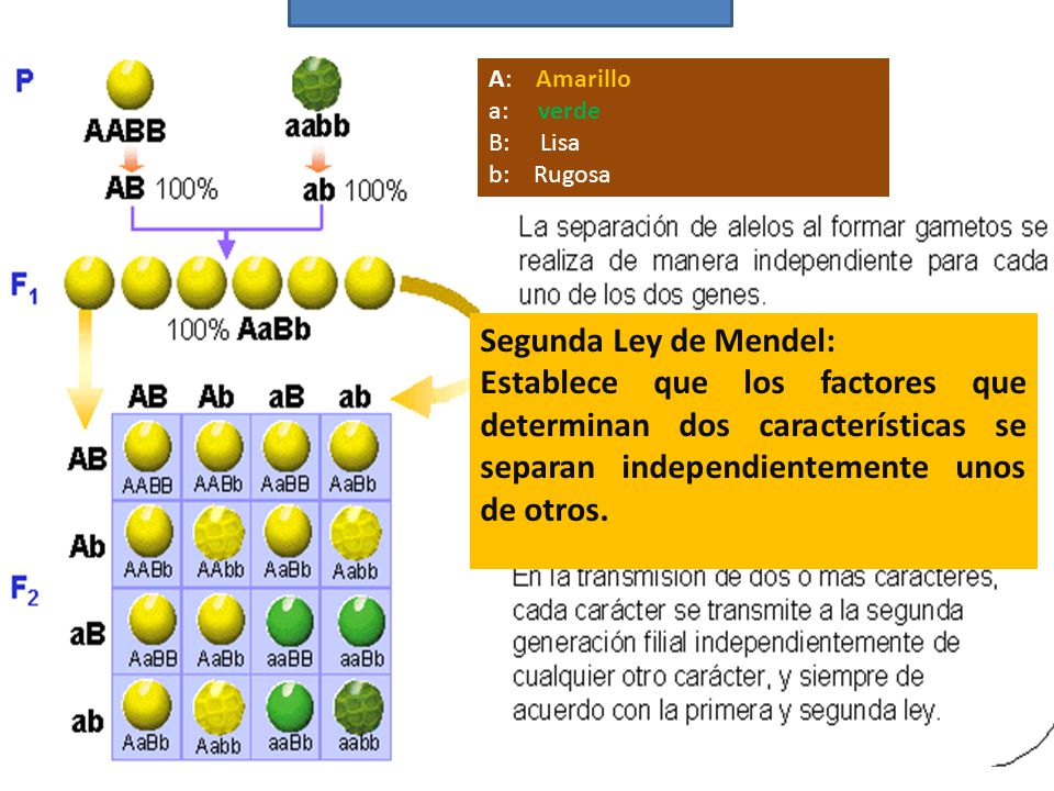 A: Amarillo a: verde. B: Lisa. b: Rugosa. Segunda Ley de Mendel: