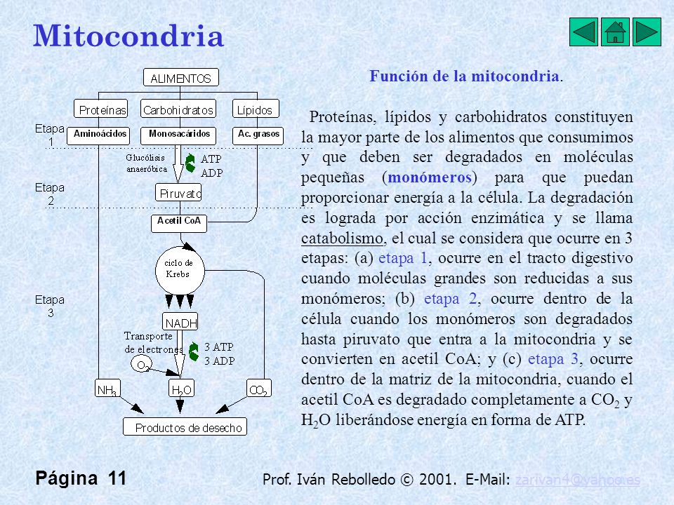 Mitocondria Página 11 Función de la mitocondria.
