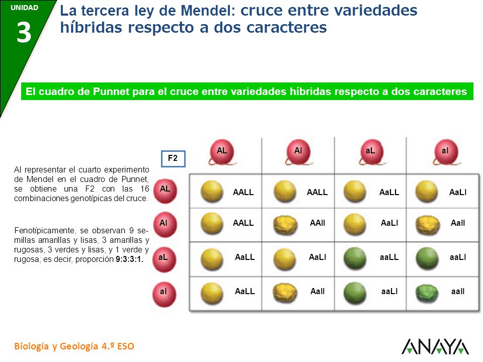 UNIDAD 7 UNIDAD 3. UNIDAD 7. UNIDAD 7. UNIDAD 7. UNIDAD 7. La tercera ley de Mendel: cruce entre variedades híbridas respecto a dos caracteres.