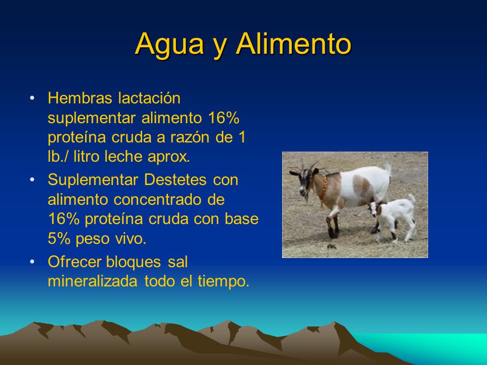 Agua y Alimento Hembras lactación suplementar alimento 16% proteína cruda a razón de 1 lb./ litro leche aprox.