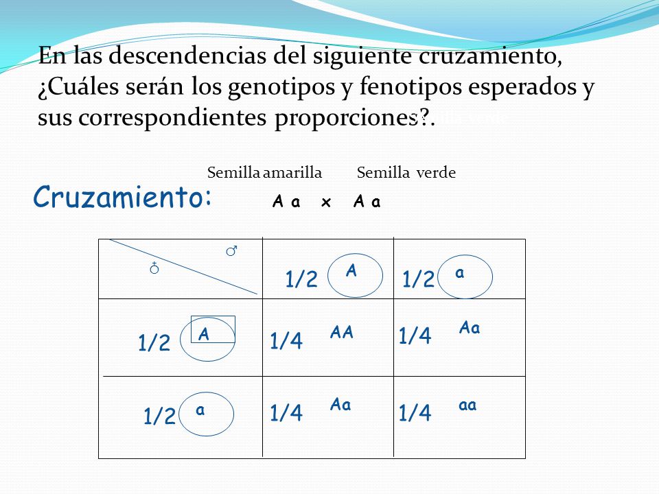 Cruzamiento: A a x A a En las descendencias del siguiente cruzamiento,