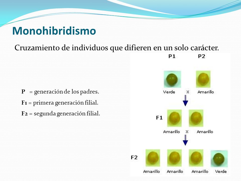 Monohibridismo Cruzamiento de individuos que difieren en un solo carácter. P = generación de los padres.