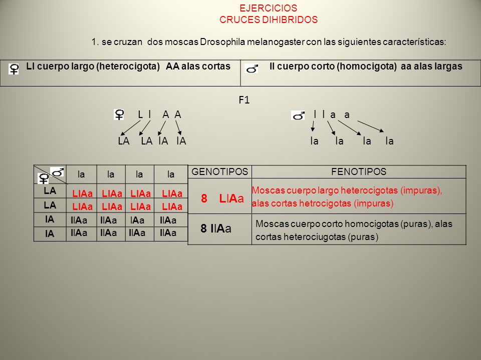 F1 L l A A l l a a LA LA lA lA la la la la LlAa 8 llAa EJERCICIOS