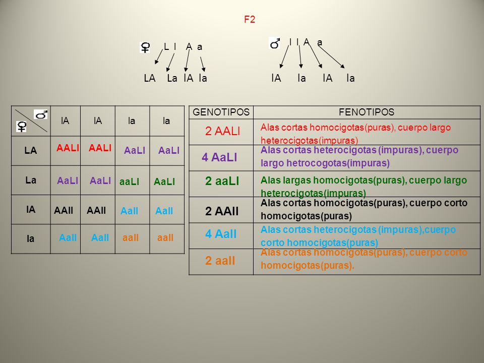 LA La lA la lA la lA la 2 AALl 4 AaLl 2 aaLl 2 AAll 4 Aall 2 aall F2
