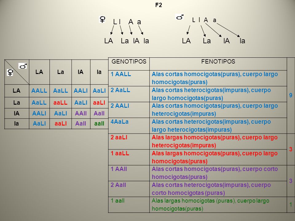 L l A a L l A a LA La lA la LA La lA la F2 GENOTIPOS FENOTIPOS 9