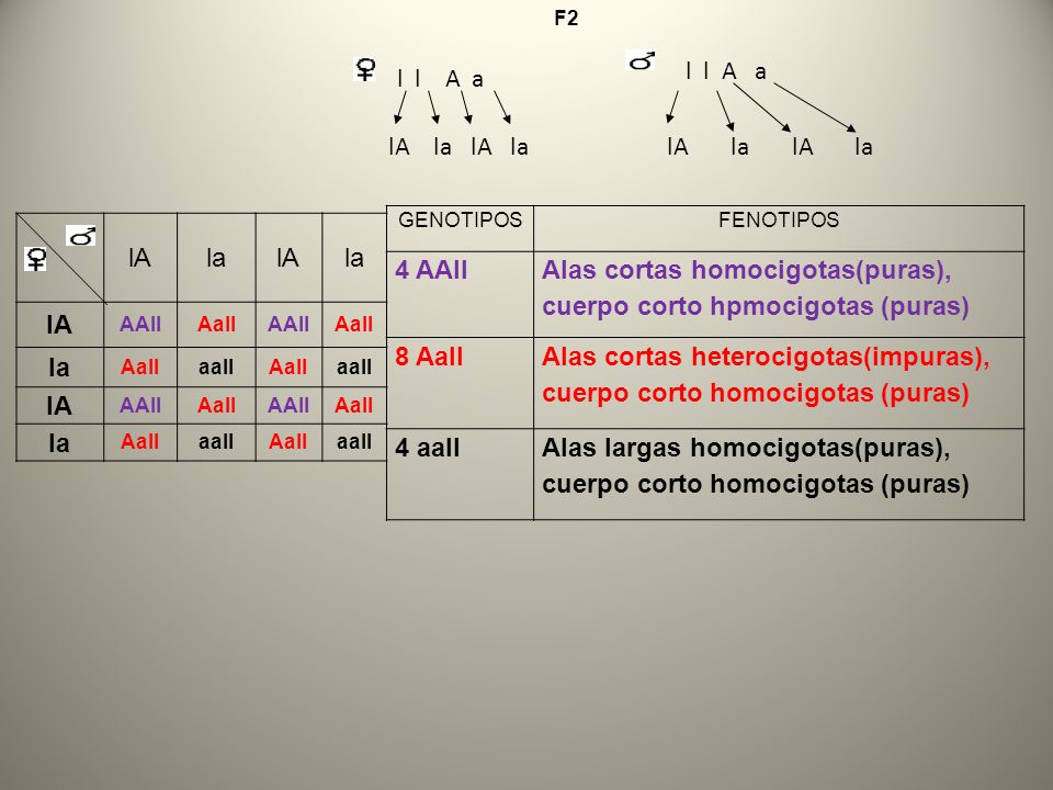 Alas cortas homocigotas(puras), cuerpo corto hpmocigotas (puras)