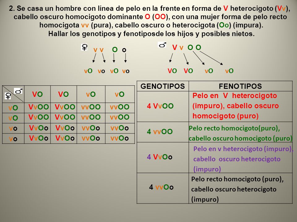 GENOTIPOS FENOTIPOS VO vO vo VvOO vvOO VvOo vvOo