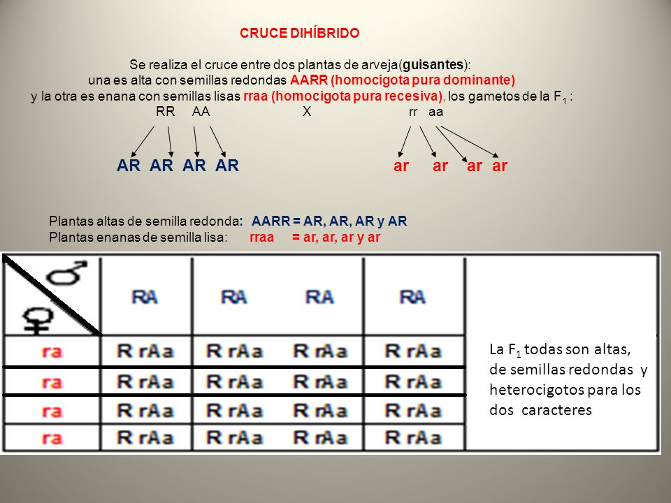CRUCE DIHÍBRIDO Se realiza el cruce entre dos plantas de arveja(guisantes): una es alta con semillas redondas AARR (homocigota pura dominante)