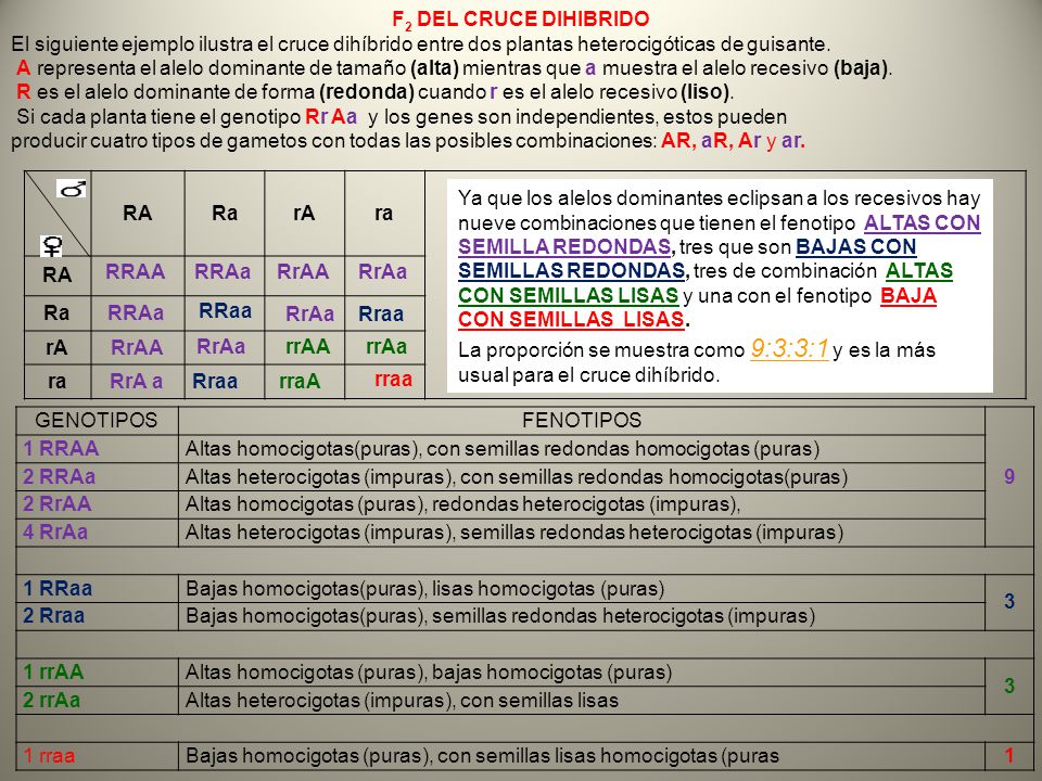 F2 DEL CRUCE DIHIBRIDO El siguiente ejemplo ilustra el cruce dihíbrido entre dos plantas heterocigóticas de guisante.
