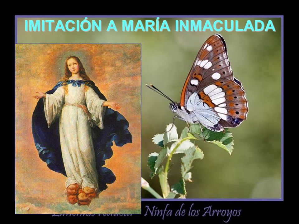IMITACIÓN A MARÍA INMACULADA