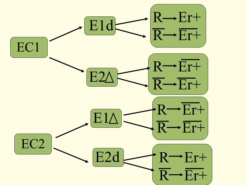 R Er+ E1d EC1 R Er+ E2 R Er+ E1 EC2 E2d R Er+