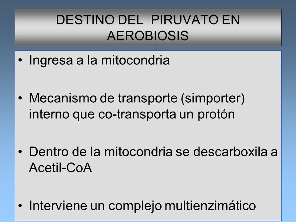 DESTINO DEL PIRUVATO EN AEROBIOSIS