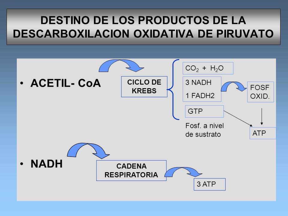 DESTINO DE LOS PRODUCTOS DE LA DESCARBOXILACION OXIDATIVA DE PIRUVATO