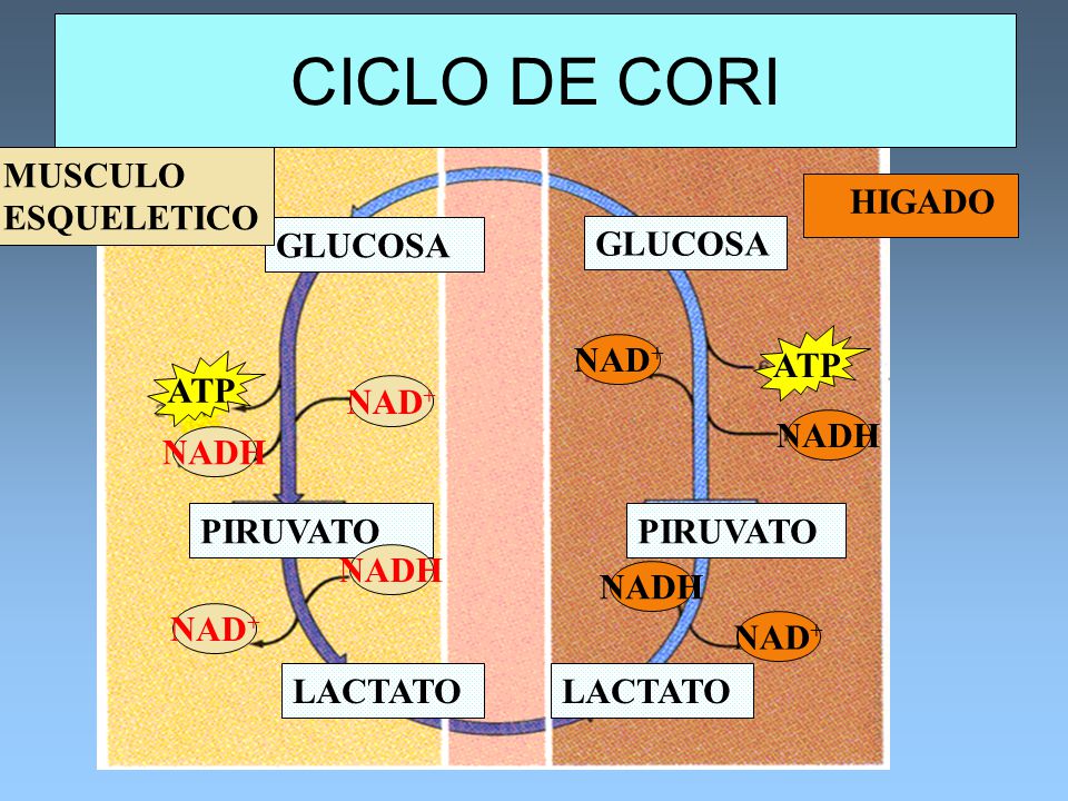 CICLO DE CORI MUSCULO ESQUELETICO HIGADO GLUCOSA GLUCOSA ATP NAD+ ATP