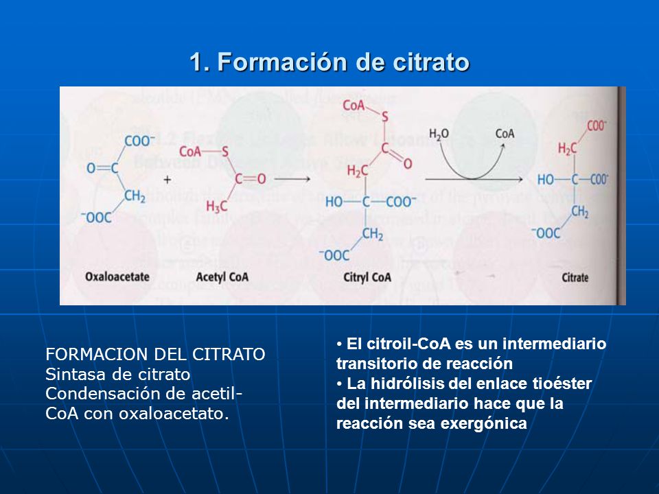 1. Formación de citrato • El citroil-CoA es un intermediario