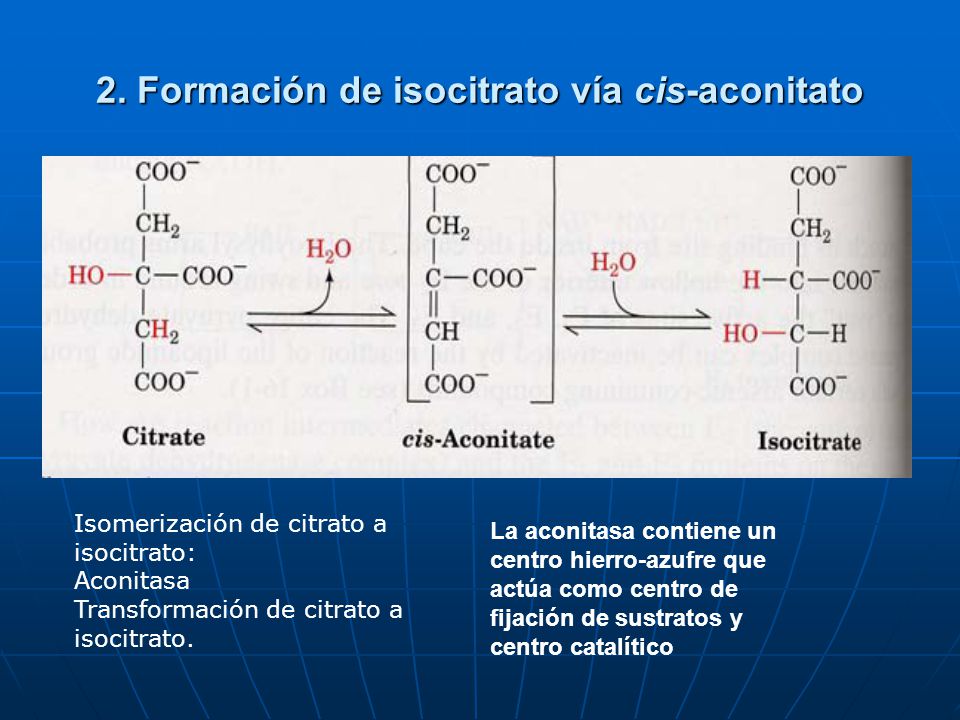 2. Formación de isocitrato vía cis-aconitato