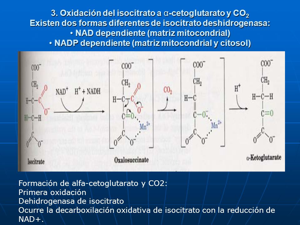 3. Oxidación del isocitrato a α-cetoglutarato y CO2 Existen dos formas diferentes de isocitrato deshidrogenasa: • NAD dependiente (matriz mitocondrial) • NADP dependiente (matriz mitocondrial y citosol)