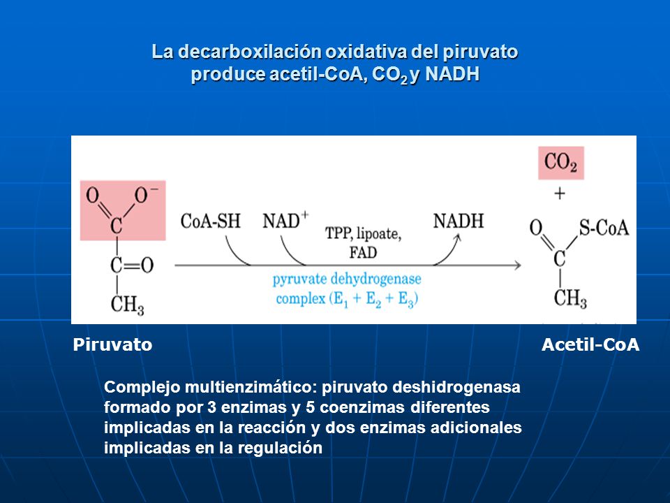 La decarboxilación oxidativa del piruvato produce acetil-CoA, CO2 y NADH