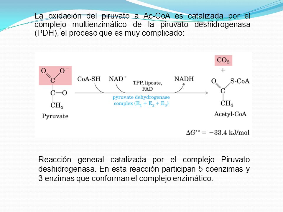 La oxidación del piruvato a Ac-CoA es catalizada por el complejo multienzimático de la piruvato deshidrogenasa (PDH), el proceso que es muy complicado: