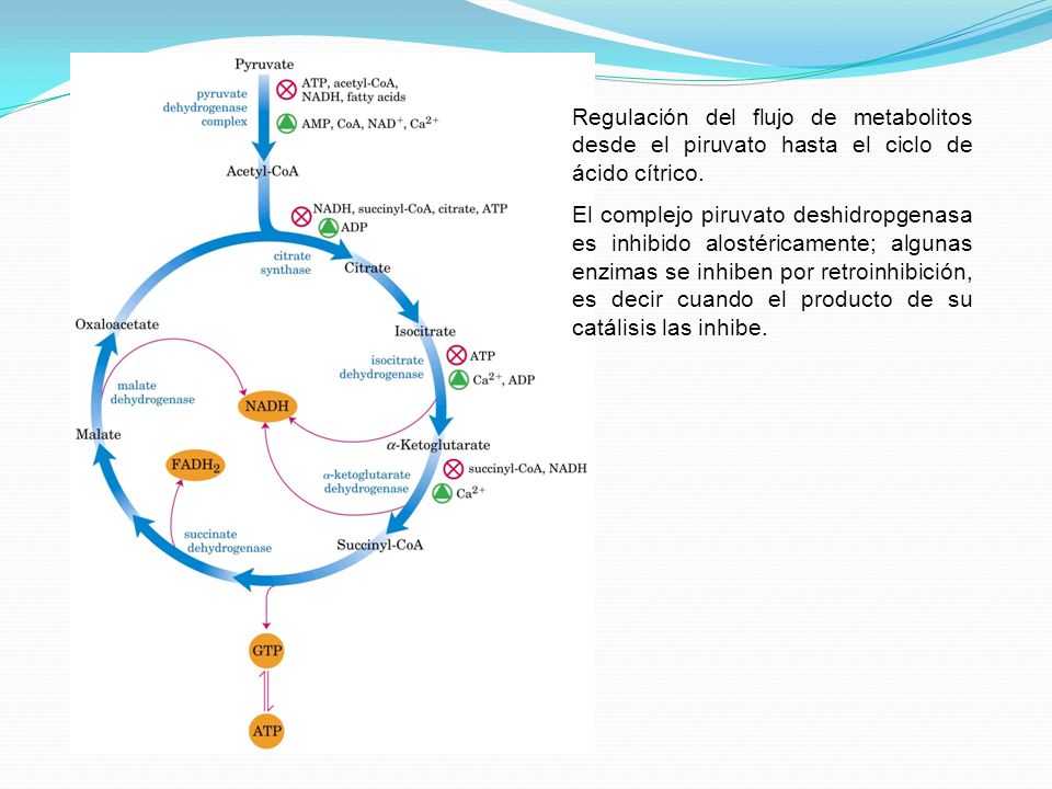 Regulación del flujo de metabolitos desde el piruvato hasta el ciclo de ácido cítrico.