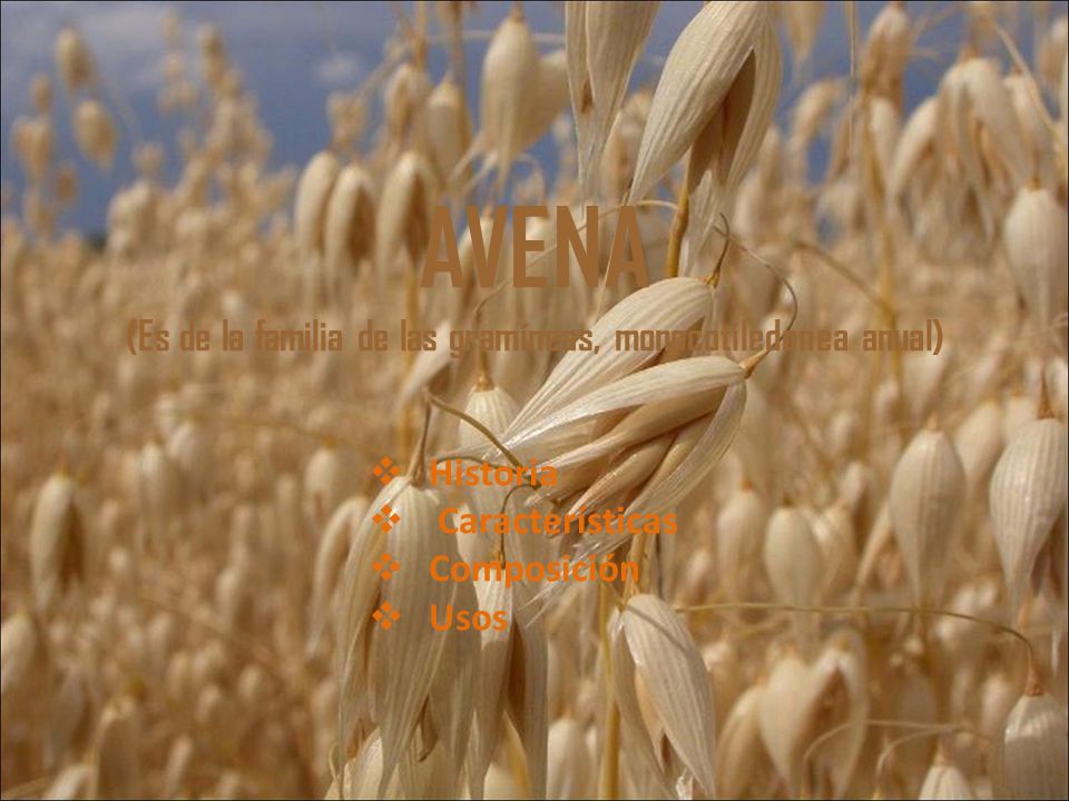 AVENA (Es de la familia de las gramíneas, monocotiledonea anual)