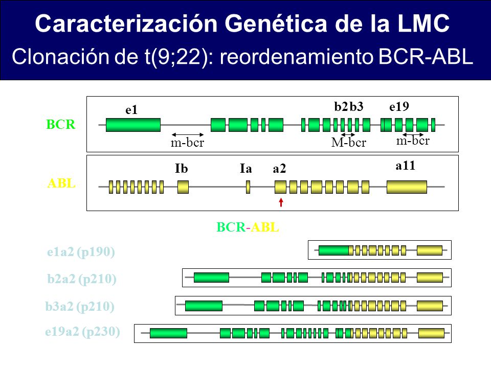 Caracterización Genética de la LMC Clonación de t(9;22): reordenamiento BCR-ABL