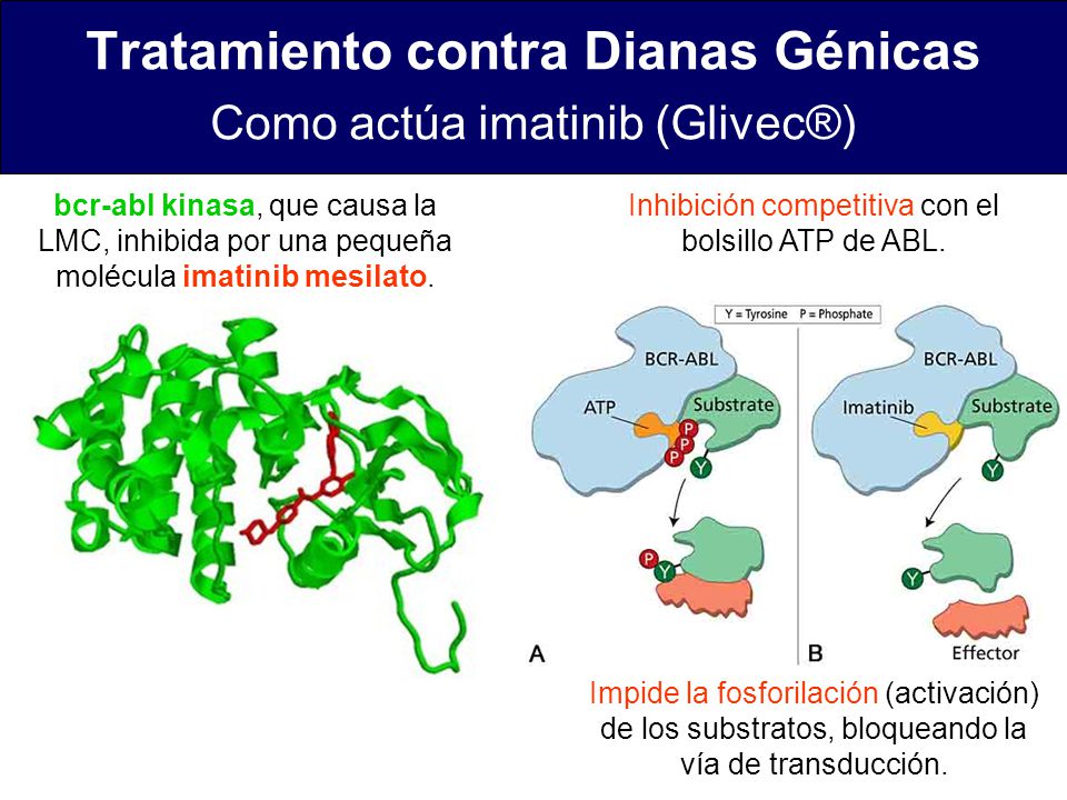 Tratamiento contra Dianas Génicas Como actúa imatinib (Glivec®)