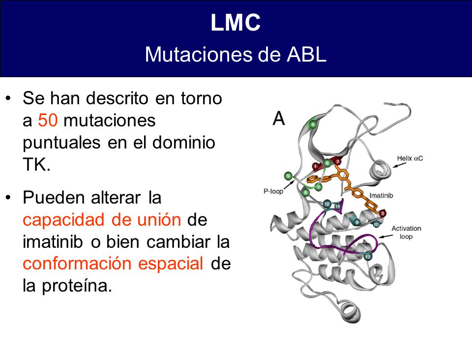 LMC Mutaciones de ABL Se han descrito en torno a 50 mutaciones puntuales en el dominio TK.