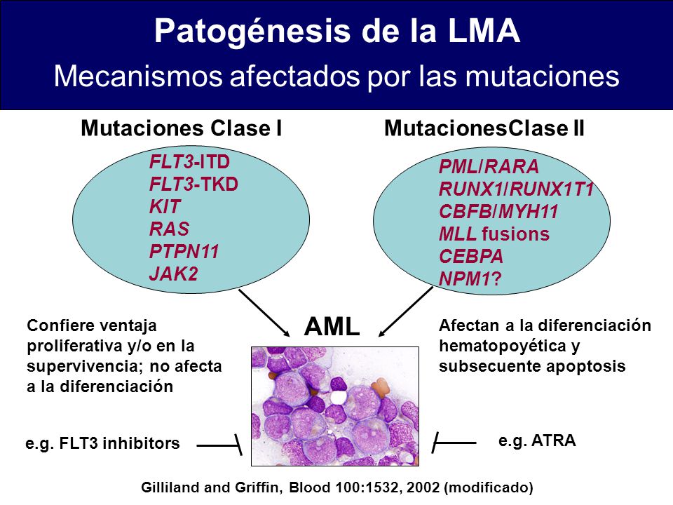 Patogénesis de la LMA Mecanismos afectados por las mutaciones