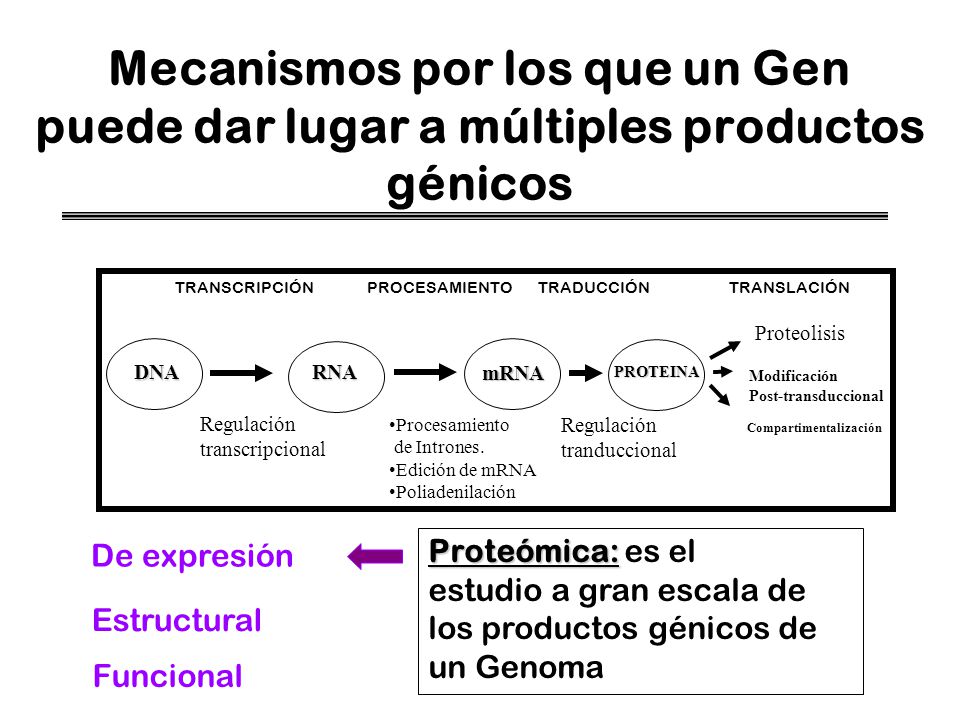 Mecanismos por los que un Gen puede dar lugar a múltiples productos génicos