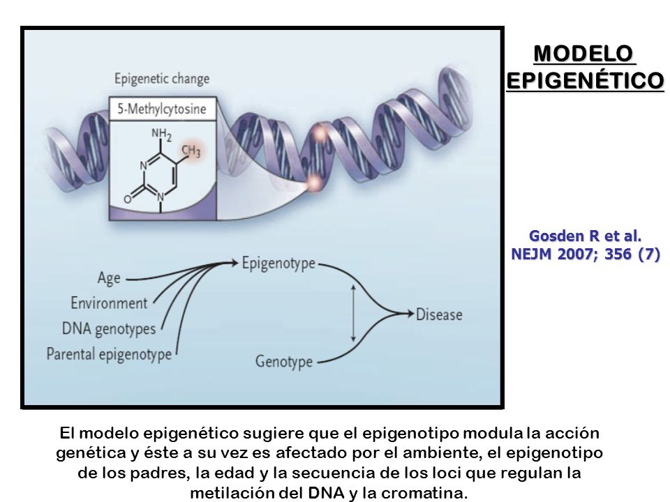 MODELO EPIGENÉTICO. Gosden R et al. NEJM 2007; 356 (7) Figure 1. A Model of the Interaction between Genetic and Epigenetic.