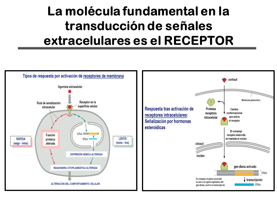 La molécula fundamental en la transducción de señales extracelulares es el RECEPTOR