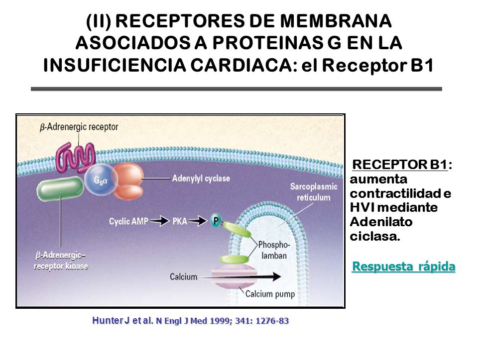 (II) RECEPTORES DE MEMBRANA ASOCIADOS A PROTEINAS G EN LA INSUFICIENCIA CARDIACA: el Receptor B1