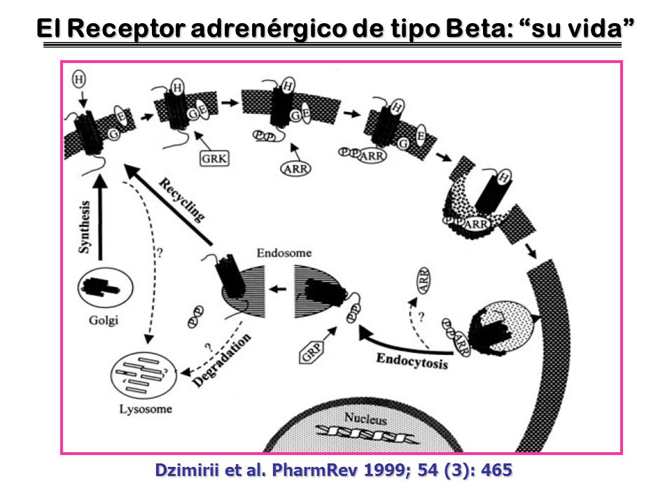 El Receptor adrenérgico de tipo Beta: su vida
